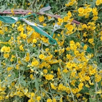 黄菊