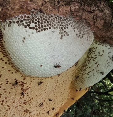 [蜂蜜批发]野生排蜂蜂蜜,正宗野生排蜂蜂蜜,大自然