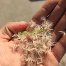 吴风草种子当年新采大无风草籽多年生地被草本植物南北方种植