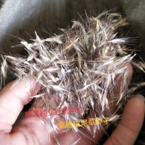 紫穗狼尾草种子观赏火焰紫叶四季狗尾草种籽庭院户外室外花海