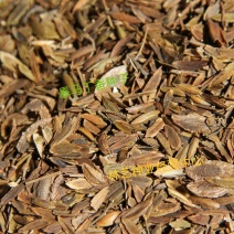 暴马丁香种子紫丁香树种子紫丁香花种子优质散装育苗紫丁香种