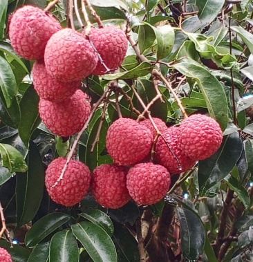广东陆丰荔枝代办#凤花(淮枝)大量上市中