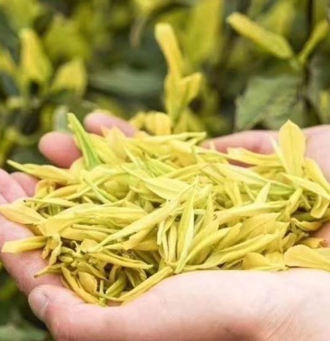 [甜茶叶批发]黄金芽价格380.00元/斤 - 一亩田