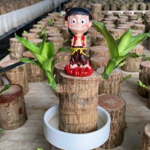 巴西木幸运格鲁特简单易养活懒人可选办公室客厅卧室净化空气
