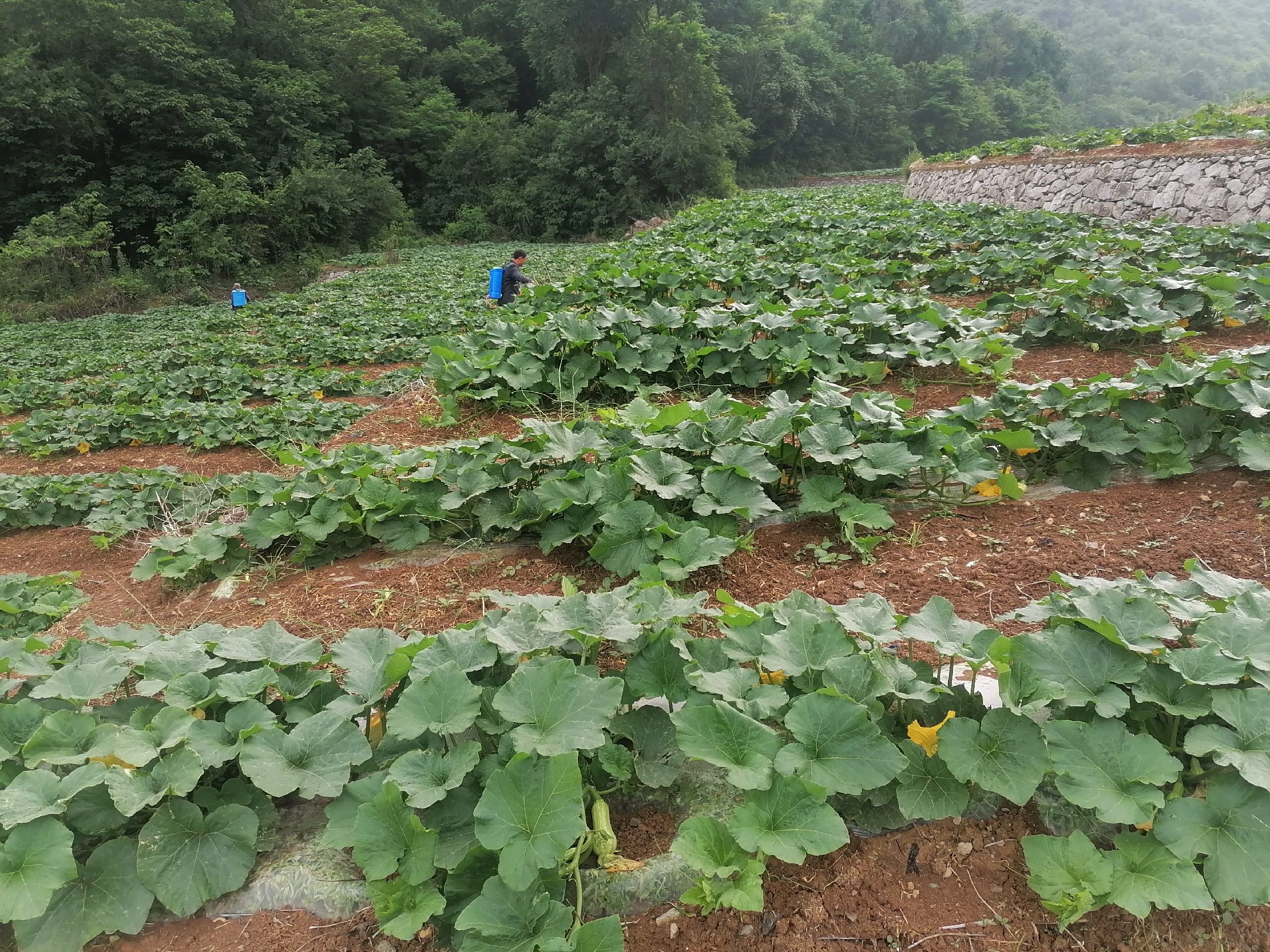 奶油南瓜种植基地,农民正在田间劳作 奶油南瓜种植基地