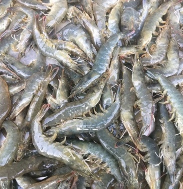 纯正渤海湾海水虾预定中,8月份大量上市,要货的老板速度啊