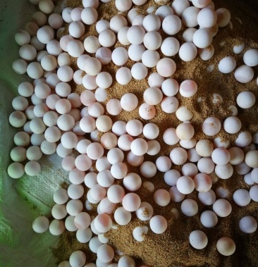 甲鱼蛋无受精卵美白营养价值高