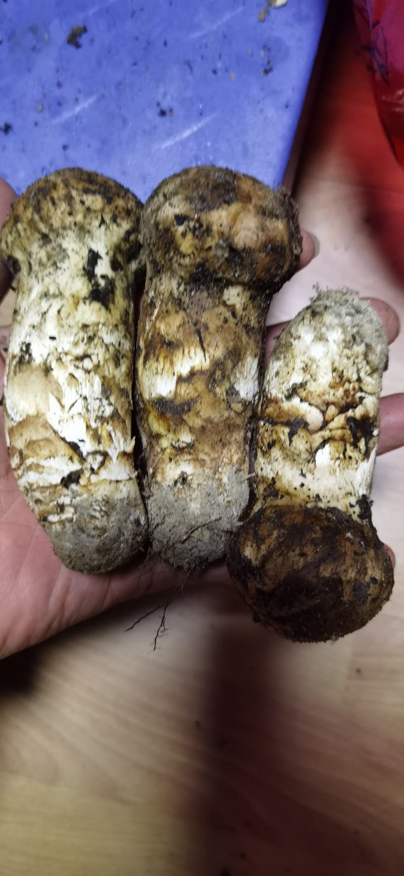 西藏高原林芝波密新鲜野生松茸通货规格货批发