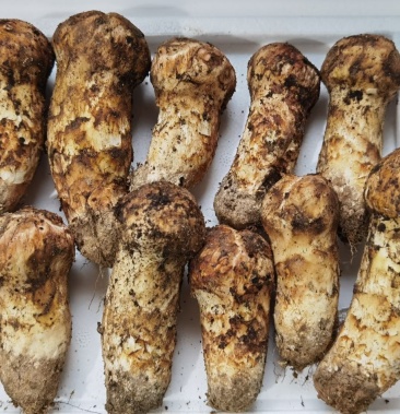 西藏高原林芝波密新鲜野生松茸通货规格货批发