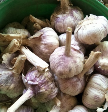 [大蒜批发]济南商河优质大青稞蒜价格3.50元/斤 - 一亩田