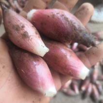 鲜鲜红阳荷，黑阳荷，产地直销，价格实惠，