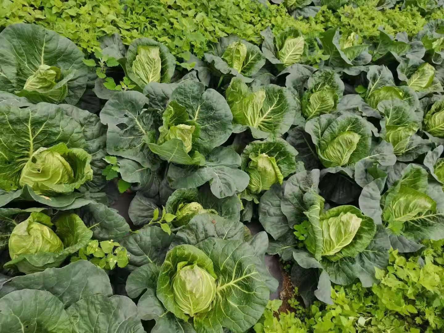 展示一片绿意盎然的皱叶甘蓝种植园,叶片呈波浪状,颜色鲜绿,植株整齐排列 皱叶甘蓝植株全景图