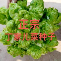 娃娃菜种子，特早熟种植技术，丁家儿菜发源地，指导技术，