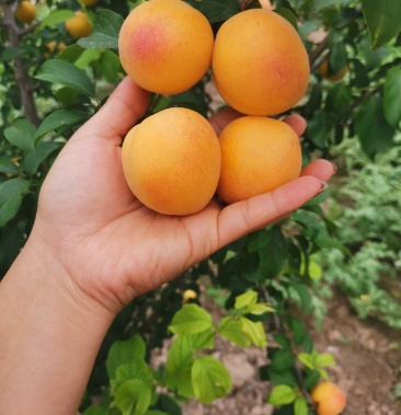 [杏批发]杏梅出售价格2.00元/斤 - 一亩田