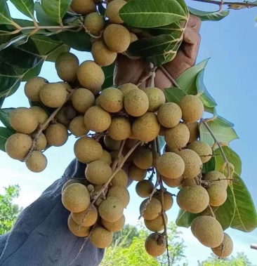 广东湛江雷州覃斗储龙石硖龙眼大量上市自家种植一件代发
