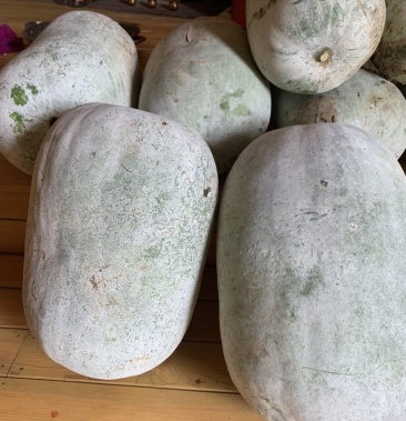 [冬瓜批发]粉皮冬瓜价格0.75元/斤 - 一亩田