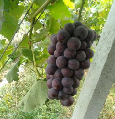 [葡萄批发]巨峰甬优一号葡萄 0.8~2斤 5%以下价格5.00元/斤 - 一亩田