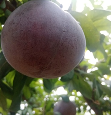 [李子批发]紫琥珀李,口感好,味道正宗个头大,发大车支持一件代发价格