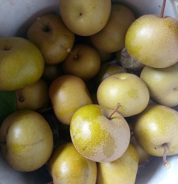 [梨批发]正宗黄瓜山黄花梨价格1.50元/斤 - 一亩田