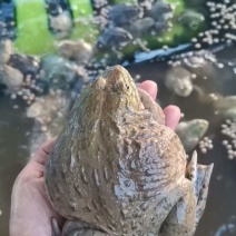 泰蛙