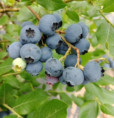 [北陆蓝莓批发]批发北陆蓝莓!价格13.00元/斤 - 一亩田