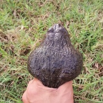 泰蛙