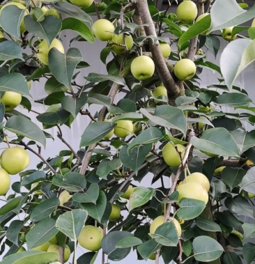 云南昆明安宁丁香梨952