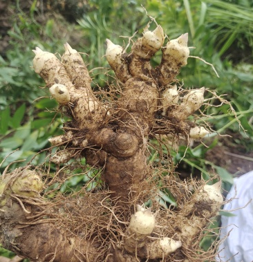 [玉竹批发]连州粤鲜玉竹价格7.00元/斤 - 一亩田