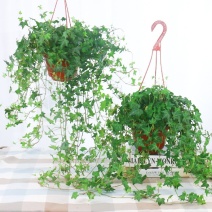 常春藤盆栽植物室内绿植水培吊兰爬藤植物常青藤长春藤吸甲醛