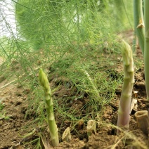 新鲜芦笋采摘，质量好。营养价值高