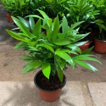 驱蚊虫花草四季常青竹柏盆栽室内客厅桌面水培植物净化空气