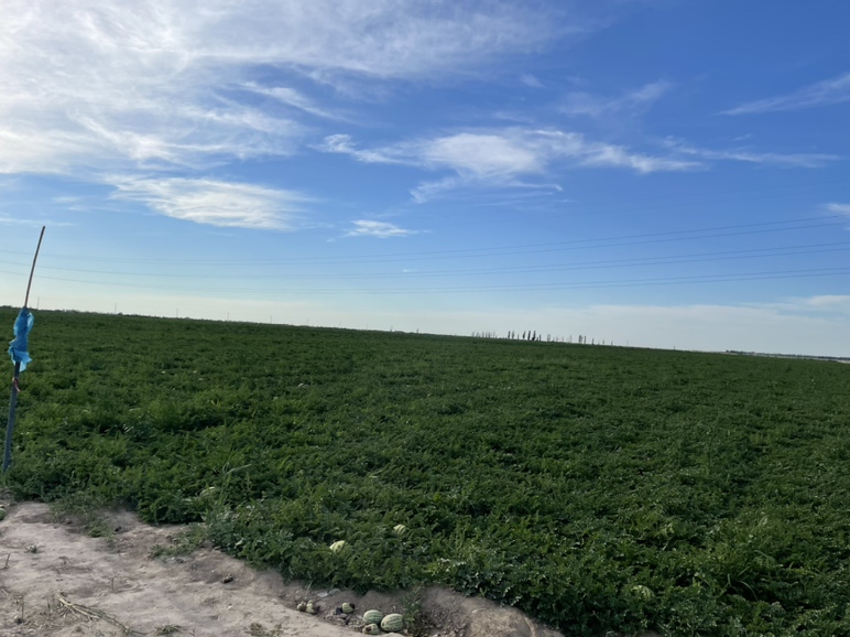 一位笑容满面的农户站在西瓜地里,双手托起一个硕大的红金城西瓜,瓜体圆润饱满,表面有清晰的深绿色条纹,背景是蓝天与连片瓜田,展现丰收喜悦场景 农户在田间展示成熟西瓜