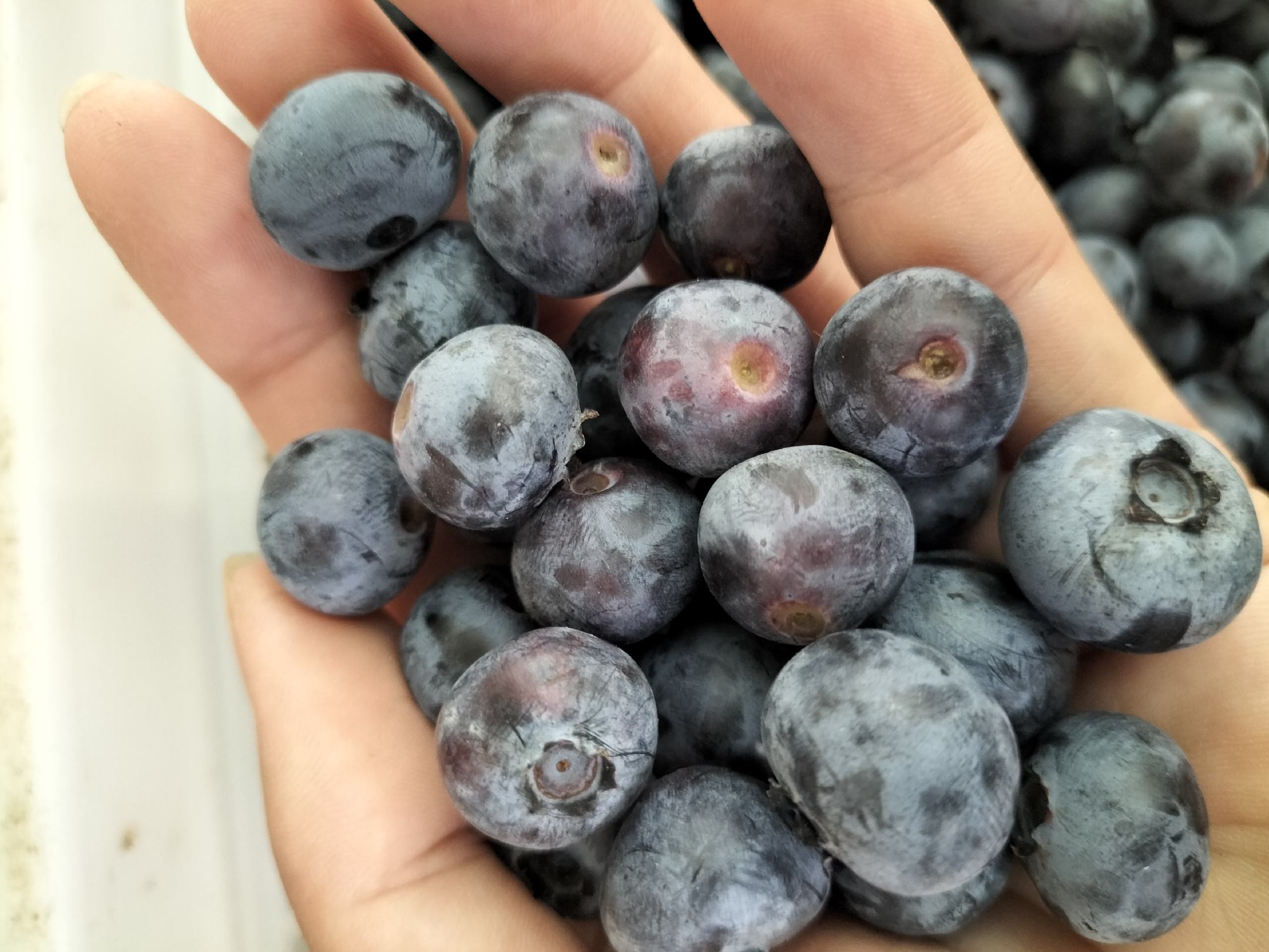 蓝莓营养成分对比图表