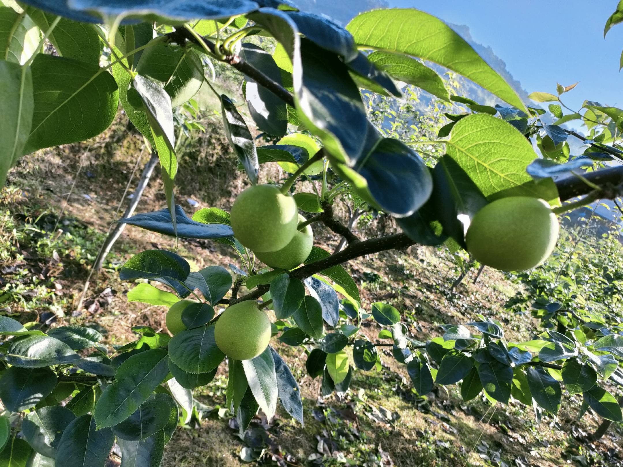 藤梨植株与果实特写
