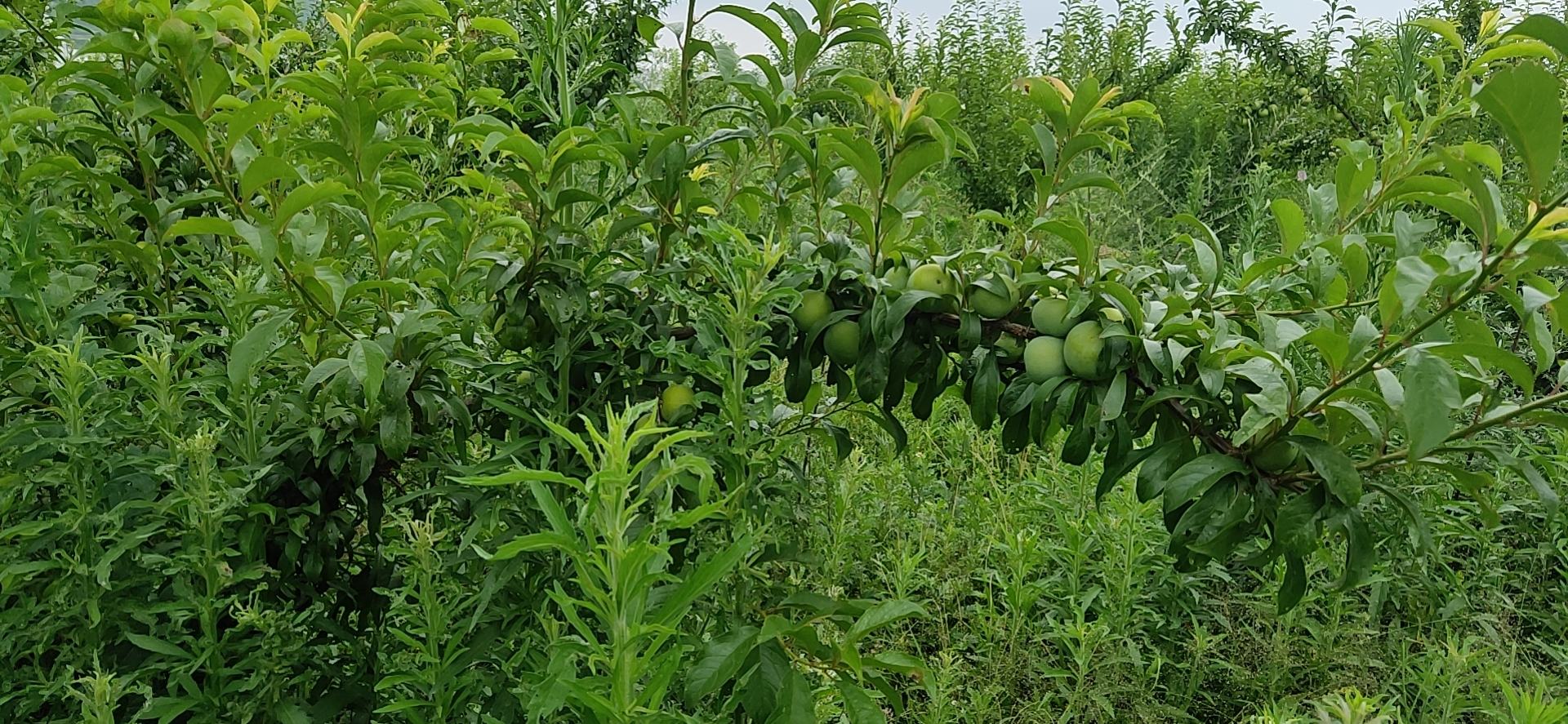 果园中的青脆李树