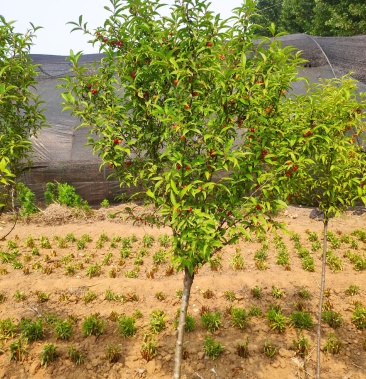 [钙果批发]钙果嫁接树价格50.00元/件 - 一亩田