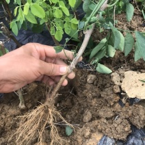 天绿香五指山野菜树籽菜树菜种苗根系发达