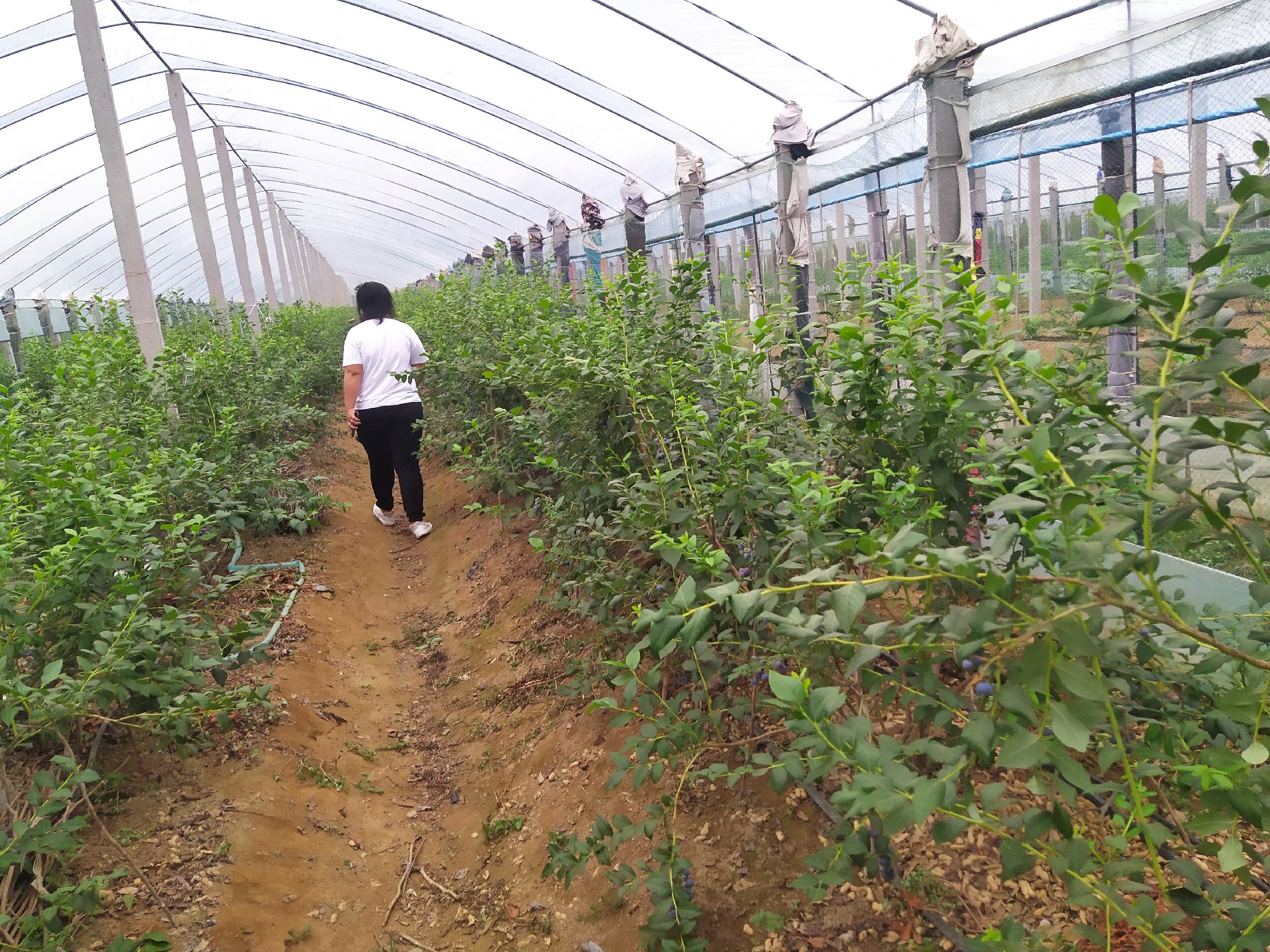 蓝莓果园管理现场