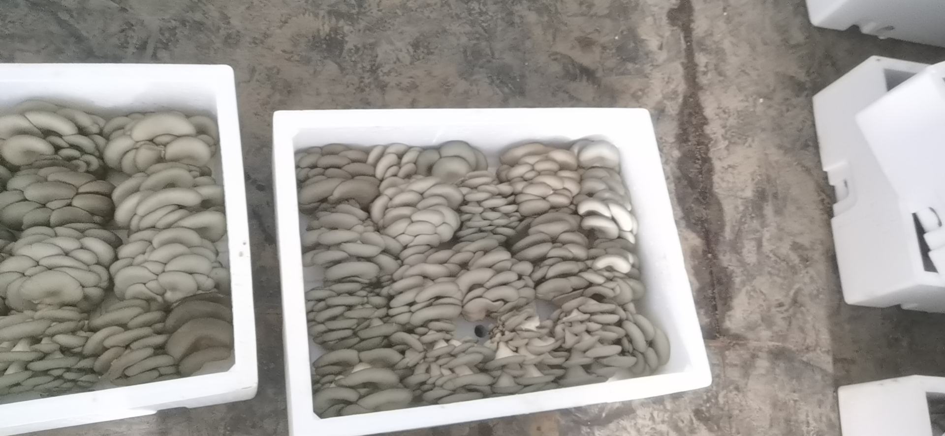 平菇与口蘑实物对比图