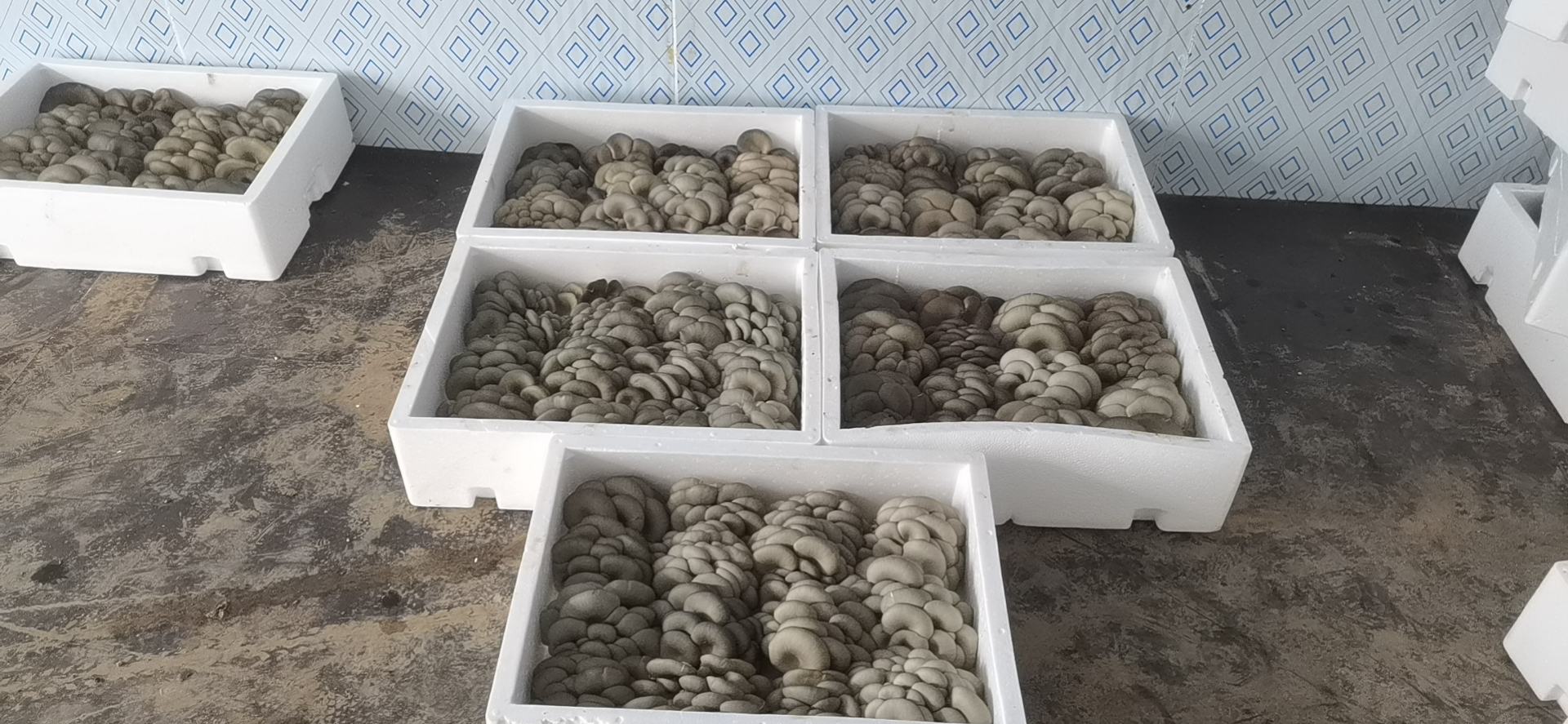 平菇保鲜包装展示图