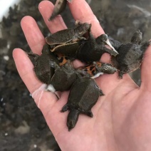 外塘甲鱼苗5克左右。。。。。。。
