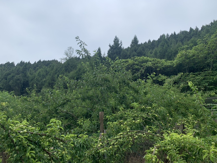 一片郁郁葱葱的果园中,阳光透过树叶洒落在成串的青脆李子上,果实呈青绿色,表皮光滑有光泽,部分果实带有微微红晕,挂在枝头饱满圆润,背景为山地丘陵地貌,体现生态种植环境 青脆李子挂满枝头特写
