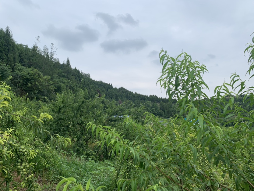 一片郁郁葱葱的山坡果园中,挂满了青翠欲滴的六月脆李子,阳光透过树叶洒在果实上,呈现出晶莹剔透的质感,果农正在树下采摘成熟的李子,背景是层叠的山峦和蓝天白云 六月脆李子果园实景