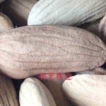 芒果种子果树芒果种籽贵妃芒当年结果芒果种子观果种籽