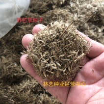 护坡牧草野芒草种子四季种南方北方种植野草植物易种草籽护坡