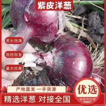 甘肃一手货源紫皮洋葱新鲜上市价格优惠质量好走货快