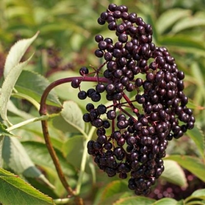 接骨木价格行情走势 - 一亩田