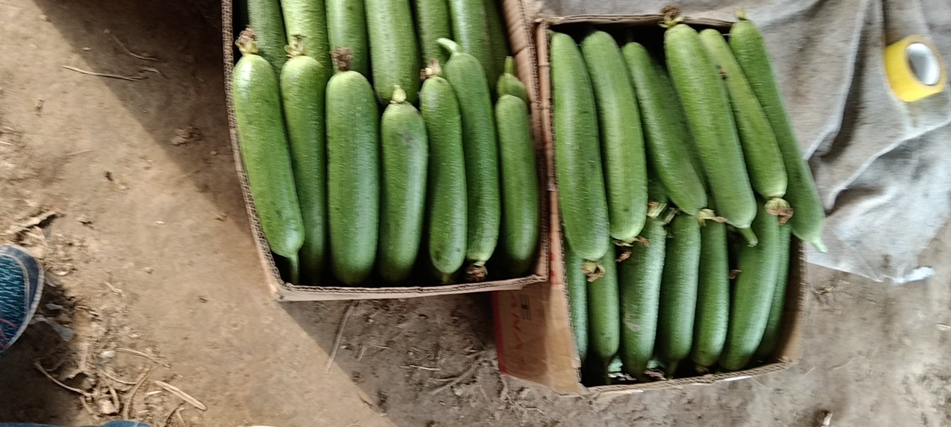 八棱脆种植基地航拍图