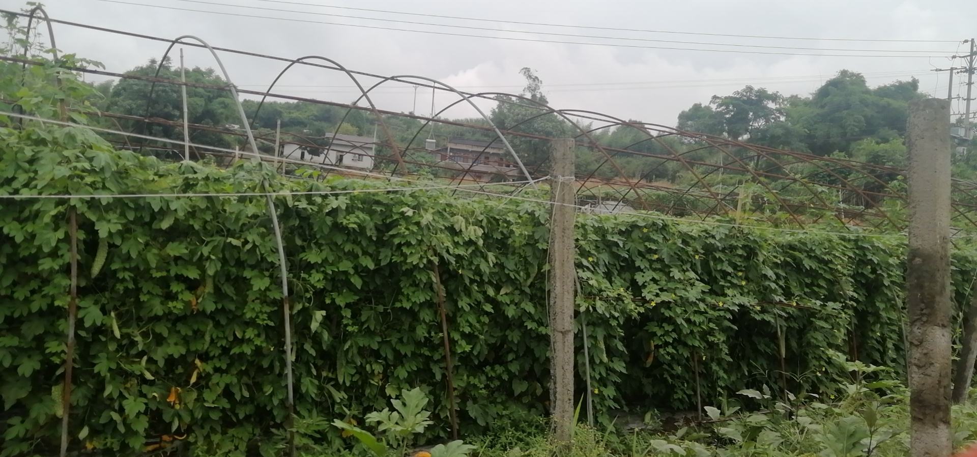 苦莲子树在家庭阳台上的种植效果