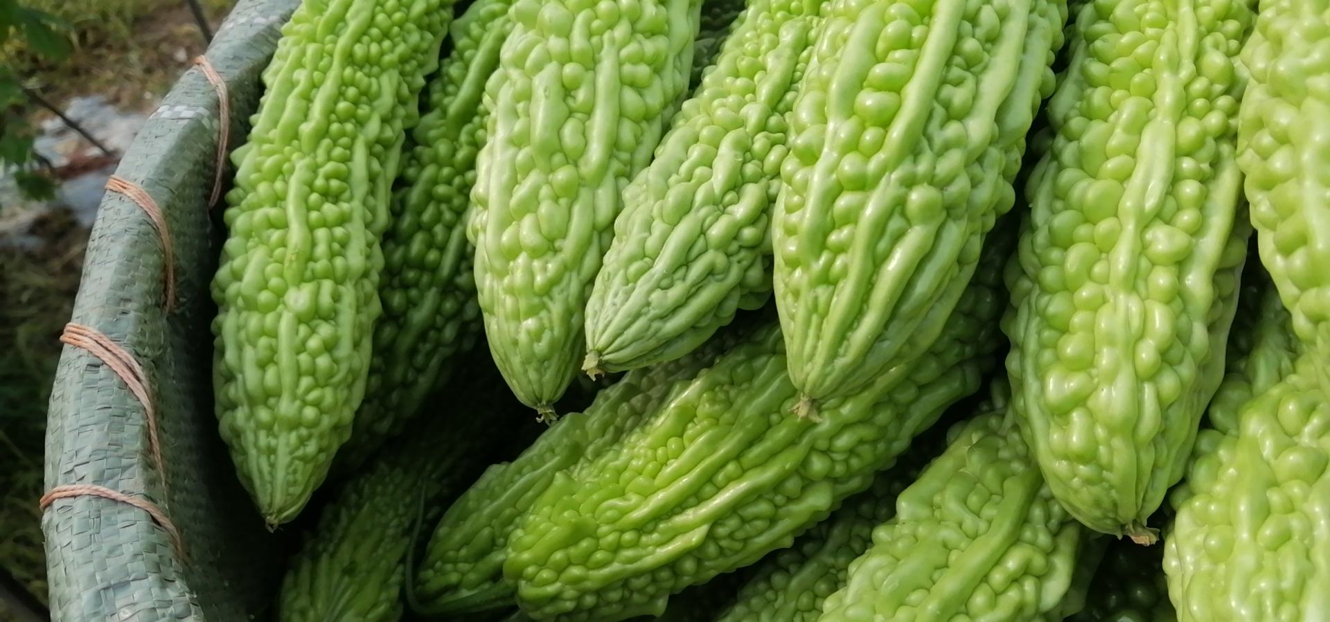 新鲜绿色苦瓜摆放在竹篮中,背景为自然田园风格 苦瓜实物图